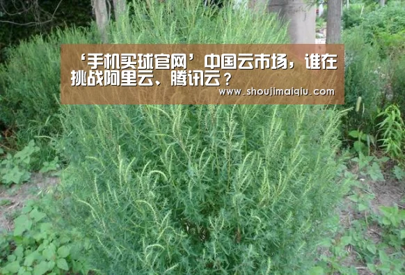 ‘手机买球官网’中国云市场,谁在挑战阿里云、腾讯云?(图1) 世界杯赛程