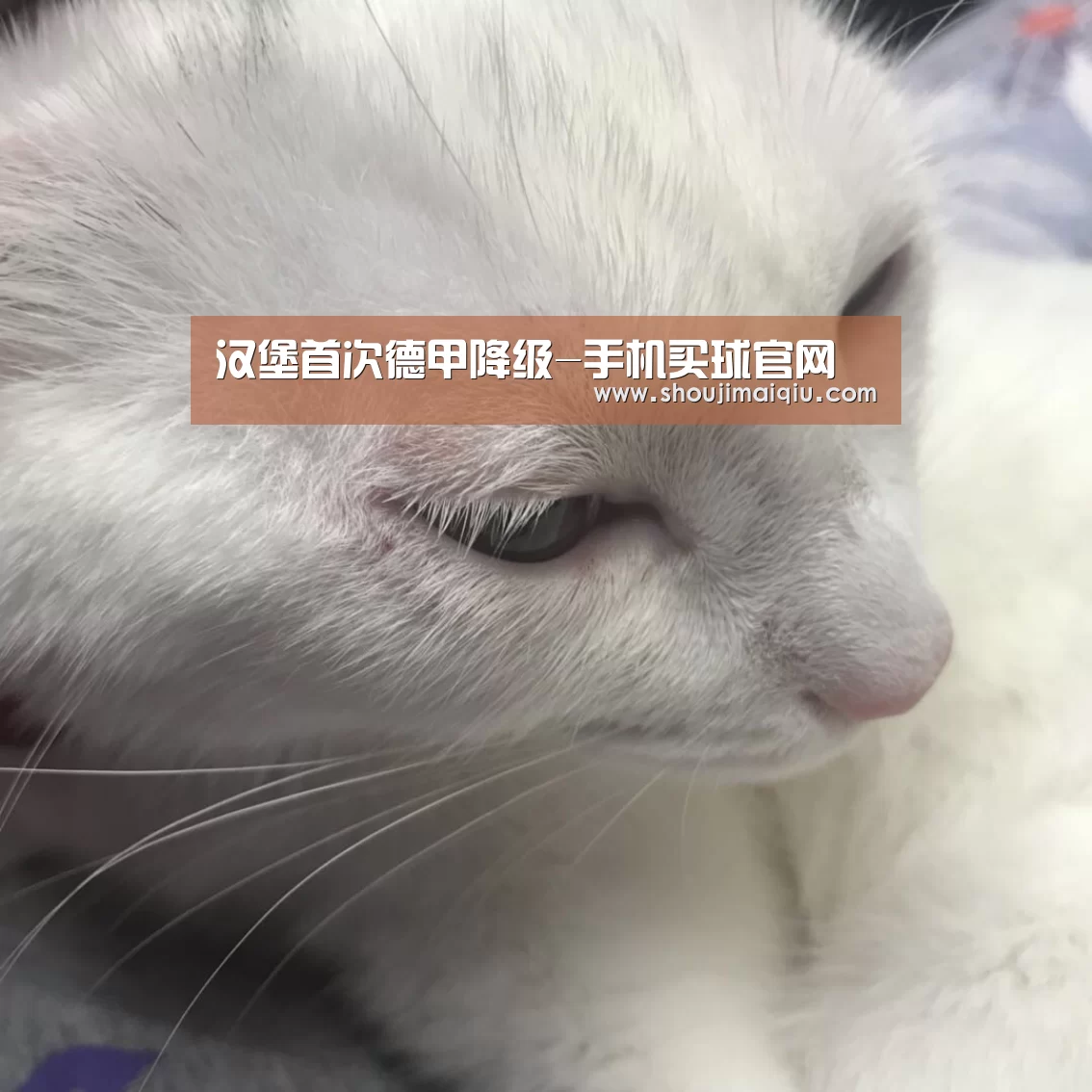 世界杯买球