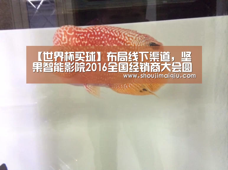 手机买球官网